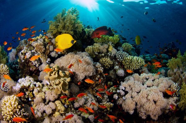 Ученые рассказали, как глобальное потепление влияет на выцветание кораллов