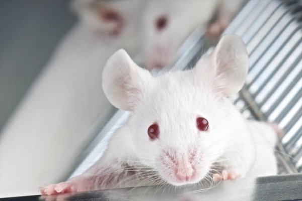 Ученые хотят прекратить эксперименты на лабораторных грызунах