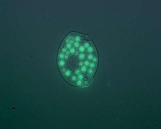 Патогенные бактерии развиваются в водной среде