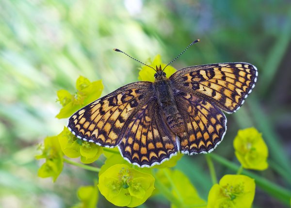 Российские энтомологи открыли новый вид бабочек