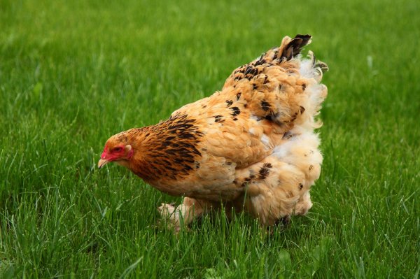 Курицы имеют способность сочувствовать чужому горю - ученые