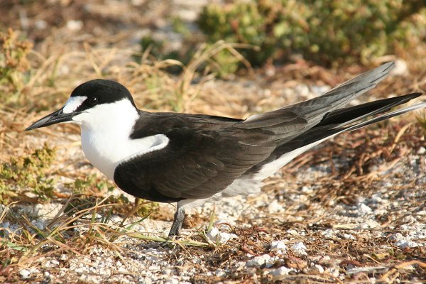 Ученые рассказали о причинах смерти морских птиц во время перелетов