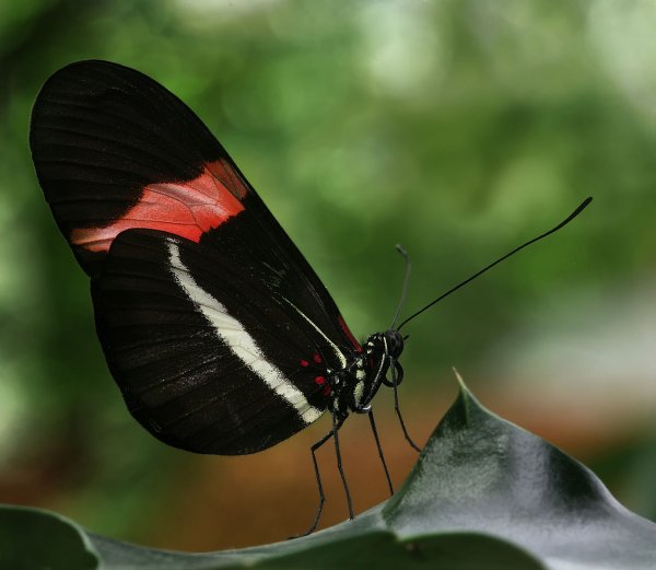 Самки и самцы некоторых видов бабочек по-разному воспринимают мир