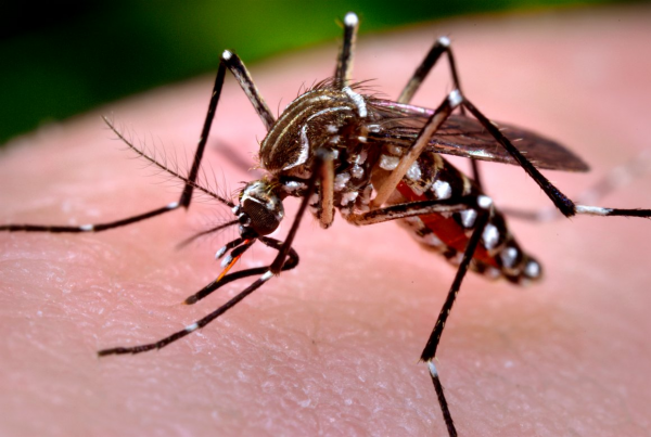 Один комар при укусе может передать несколько вирусов, включая Зика
