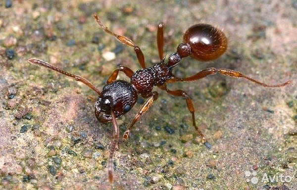 Ученые: Молодые и взрослые муравьи общаются по-разному