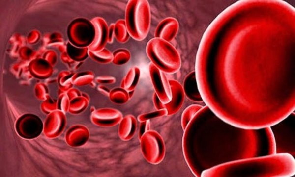 Ученым из Канады удалось научить клетки крови быстро затягивать раны