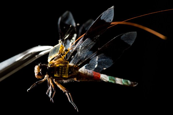 Ученые создали стрекозу-киборга на дистанционном управлении