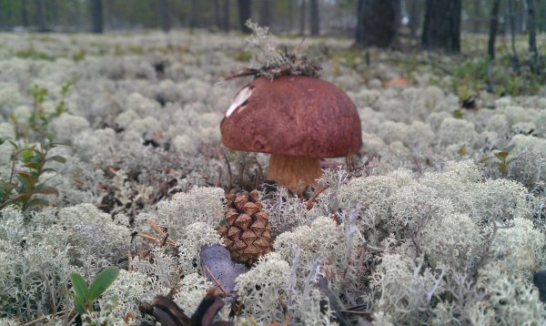 NASA рассказало об использовании грибов из Чернобыля‍