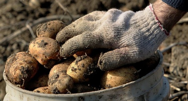 Китайские ученые намерены выращивать на Луне картофель