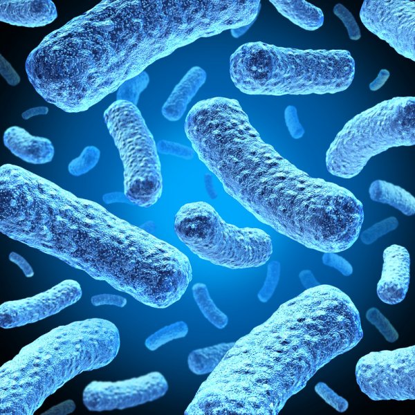 Ученые выявили неизвестные ранее особенности структуры в клетках бактерий