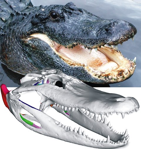 Ученые создали 3D-модель челюстей аллигатора