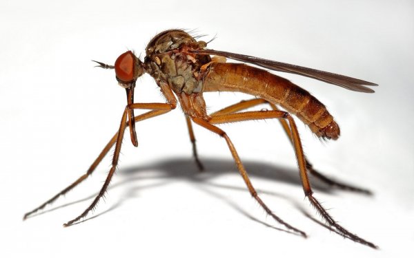 Ученые с помощью носков выяснят, кого чаще кусают комары