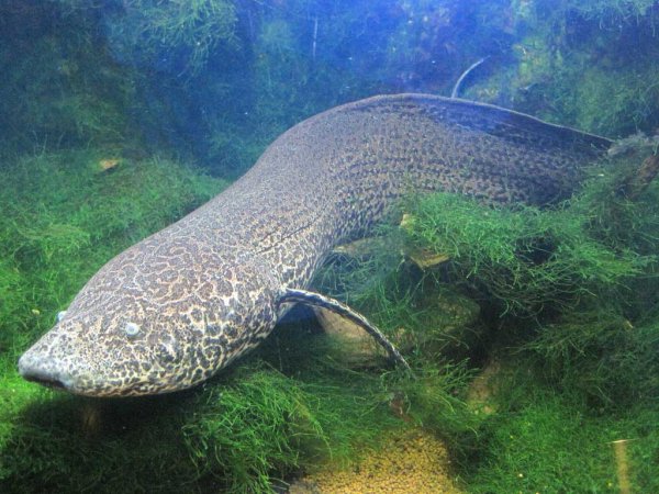 Ученые нечаянно обнаружили «пропущенное звено» между рыбами и амфибиями