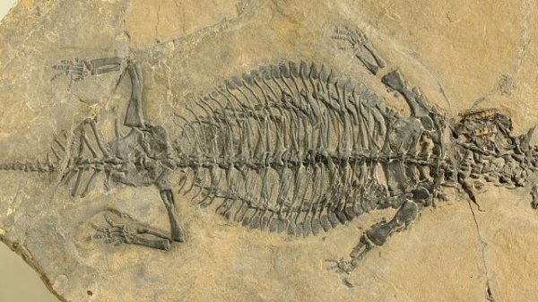 Швейцарские ученые раскрыли особенности древней рептилии