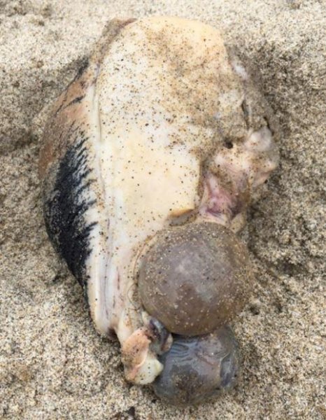 На курортном пляже в Малибу обнаружено морское чудовище