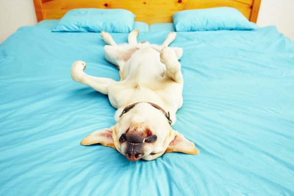 Ученые рассказали, сколько часов должна спать собака