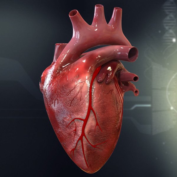 Ученые из Новосибирска создали искусственное сердце-насос
