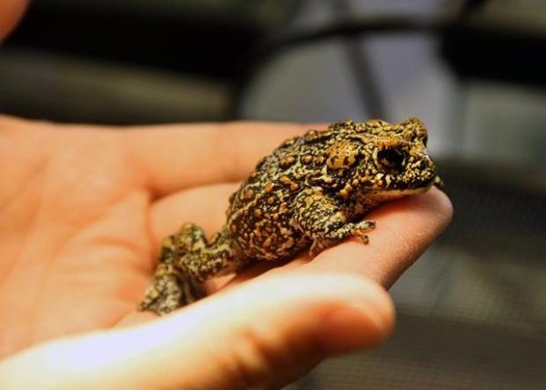 В США обнаружены неизвестные науке виды жаб
