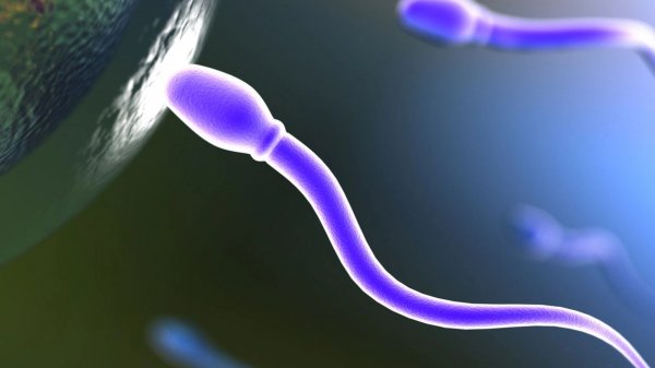 Ученые: У мужчин из развитых стран ухудшается качество сперматозоидов