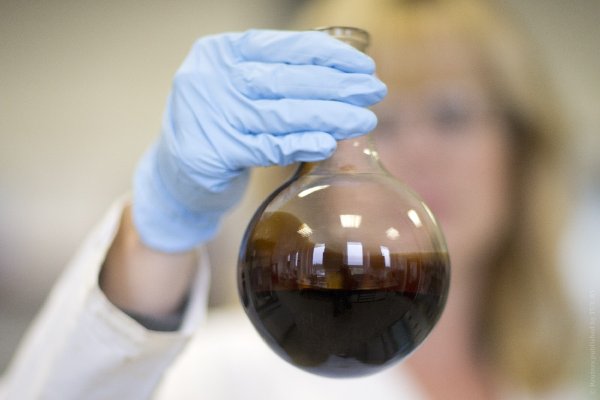 Ученые из Мурманска решили провести эксперимент над бактериями, поедающими нефть