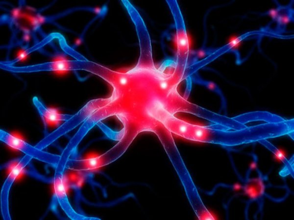 Ученые открыли новый гормон активности мозга человека и его долгожительства