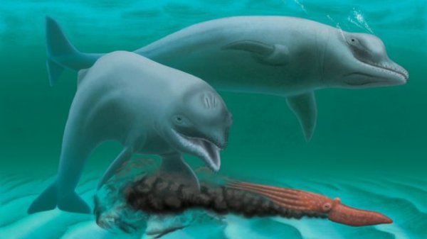 Ученые обнаружили новый вид вымерших дельфинов