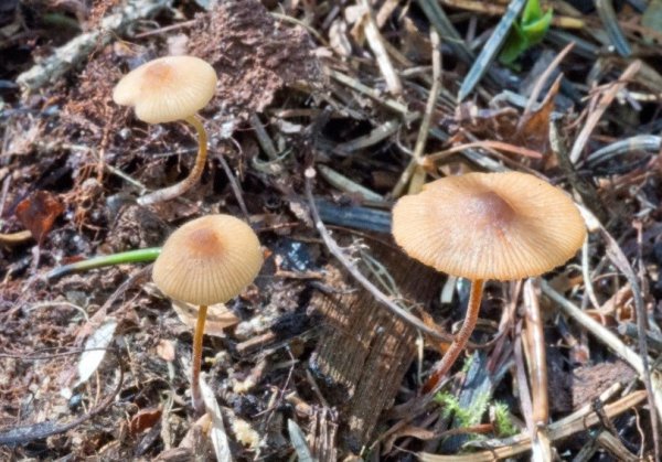 В сибирской тайге обнаружили абсолютно новые виды грибов