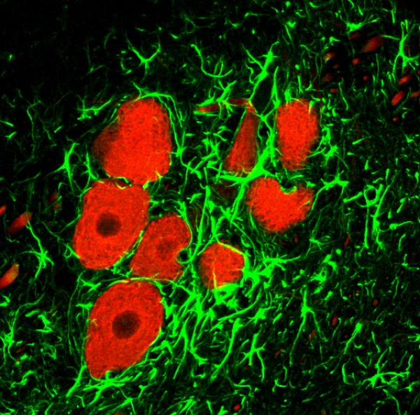 Ученые обнаружили новый источник развития нейронов