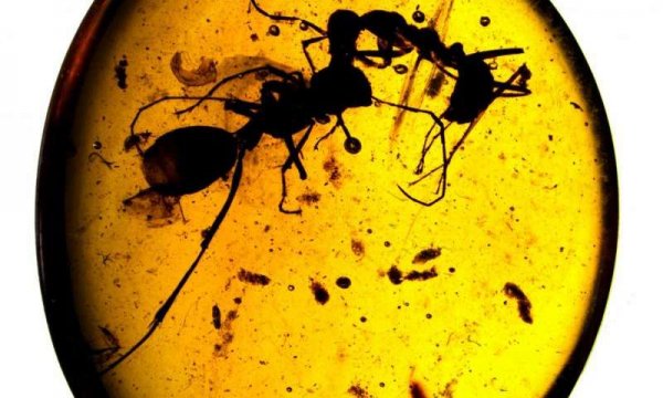Ученые: Найдены останки адского муравья-мутанта с металлическим рогом