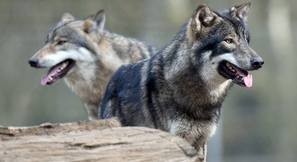 Ученые: Волки превосходят собак умственными способностями
