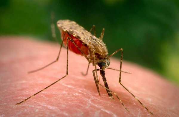 По Земле быстрыми темпами распространяется мутировавший штамм малярии распространяется