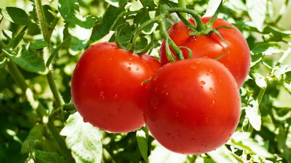 Ученые назвали опасность помидоров для здоровья
