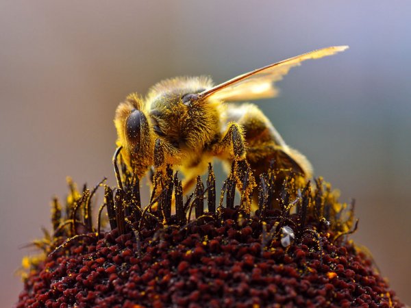 Ученые выяснили, что большинство мирового мёда загрязнено пестицидами