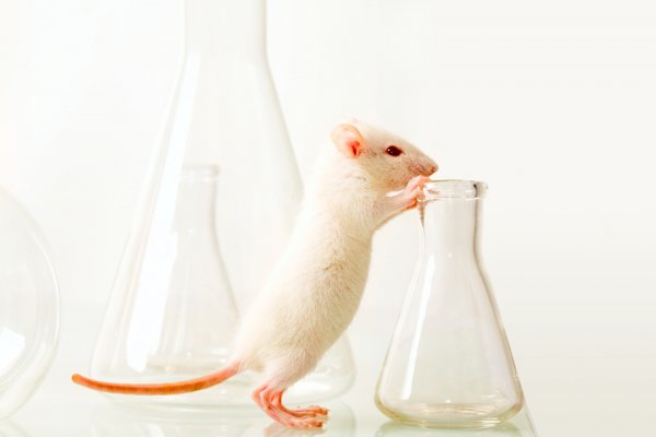 Ученые: Мыши из пробирки способны решить проблему бесплодия