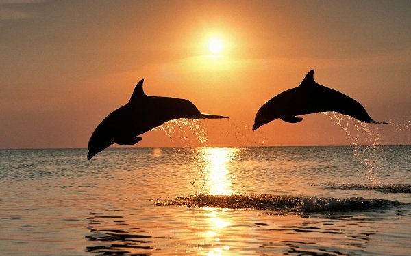 Ученые сообщили, что самки дельфинов научились защищаться от нежелательной беременности