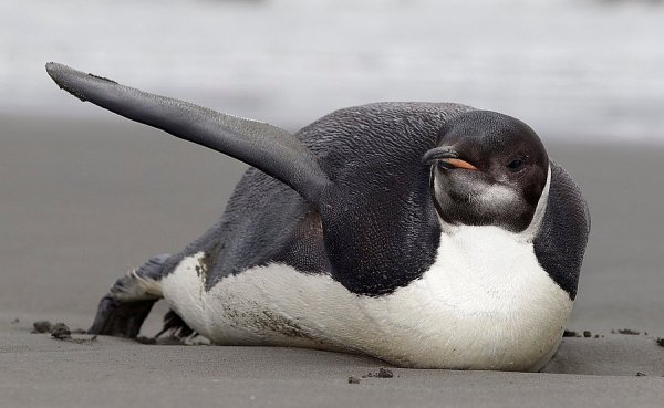 В Антарктиде почти 36 тысяч пингвинов умерли голодной смертью