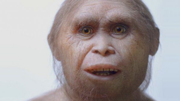 Ученые объяснили, почему человекообразных обезьян следует причислять к роду Homo