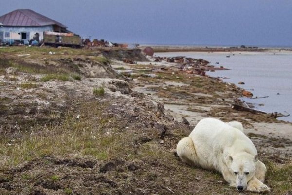 На острове Белый в Карском море растет количество загрязняющих веществ