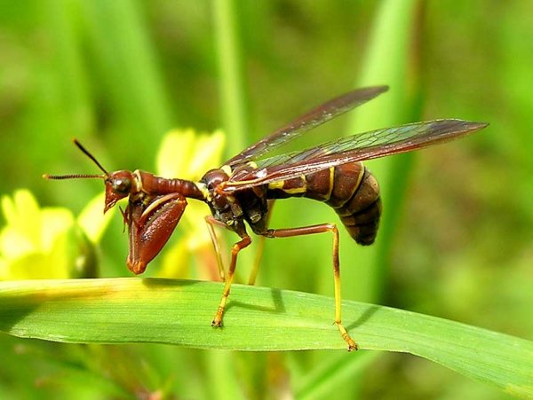 Ученые рассказали об угрозе для жизни из-за снижения числа насекомых