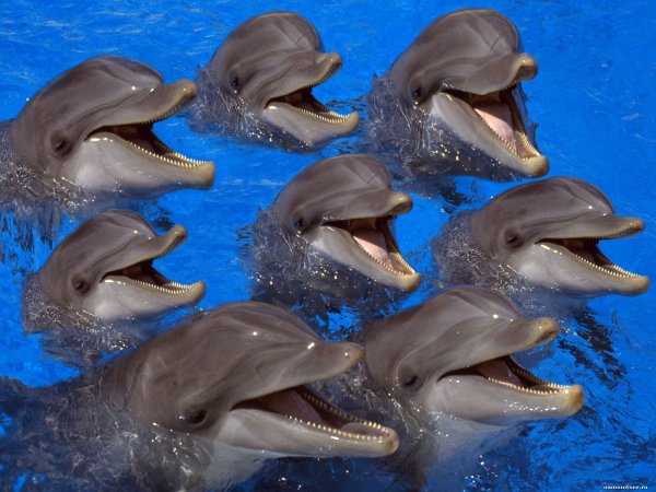 Ученые сообщили, по каким причинам дельфины не могут догнать человека в развитии