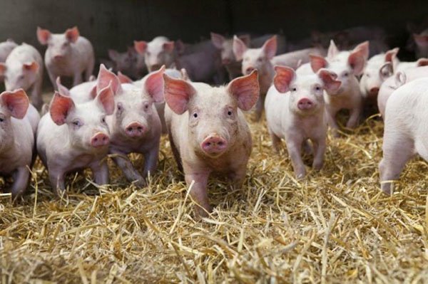 Ученые вывели породу свиней без сала