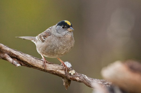 Птенцы зонотрихий угадывают мелодию своих сородичей с одной ноты
