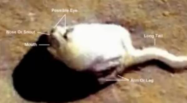 Уфологи заметили на Марсе шестиметрового кота-мутанта