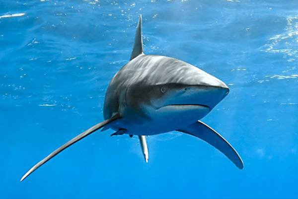 Ученые: У берегов Калифорнии нашли акул со съеденным мозгом