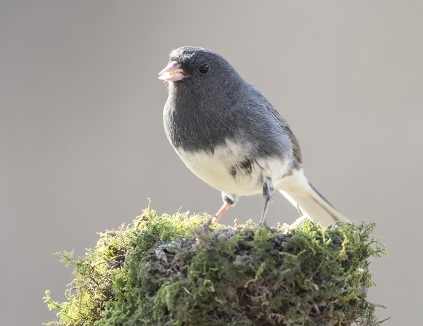 Ученые рассказали, почему самки певчих птиц подражают самцам