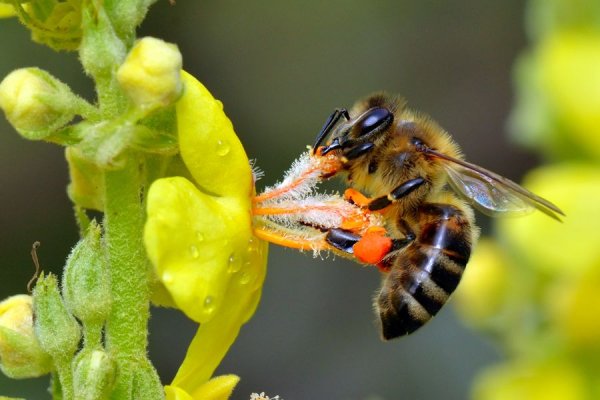 Ученые: Пчелы разделяются на «правшей» и «левшей»