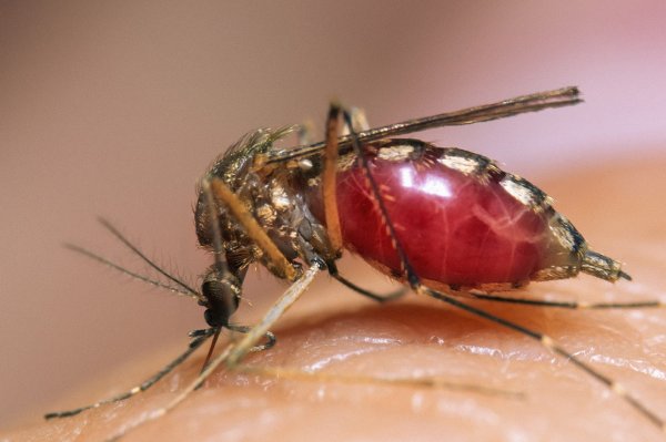 США ударят по заразным комарам бактериологическим оружием