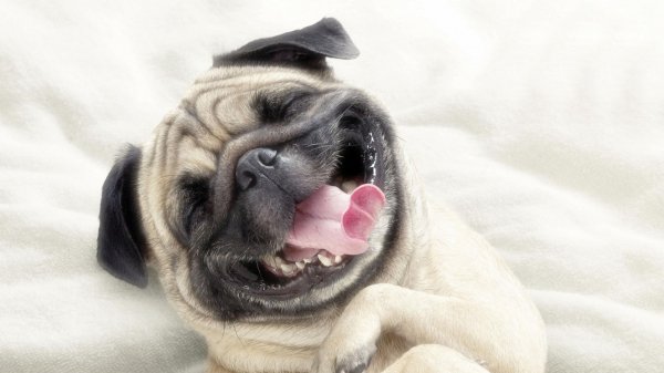 Ученые узнали, почему собакам нравятся улыбающиеся люди