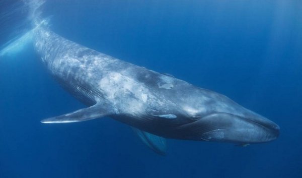 Синие киты способны превращаться из «правшей» в «левшей»