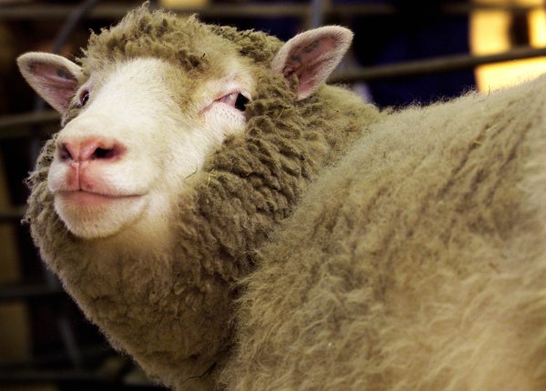 Учёные опровергли миф о предрасположенности овечки Долли к артриту
